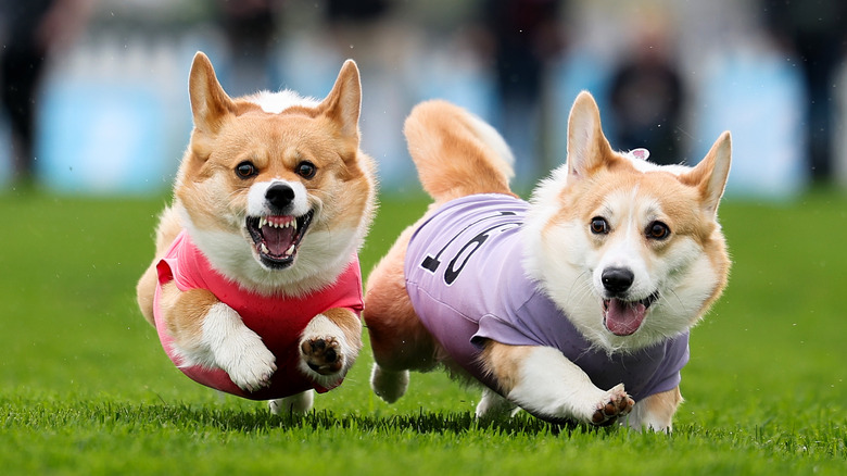 Corgis racing each other outside