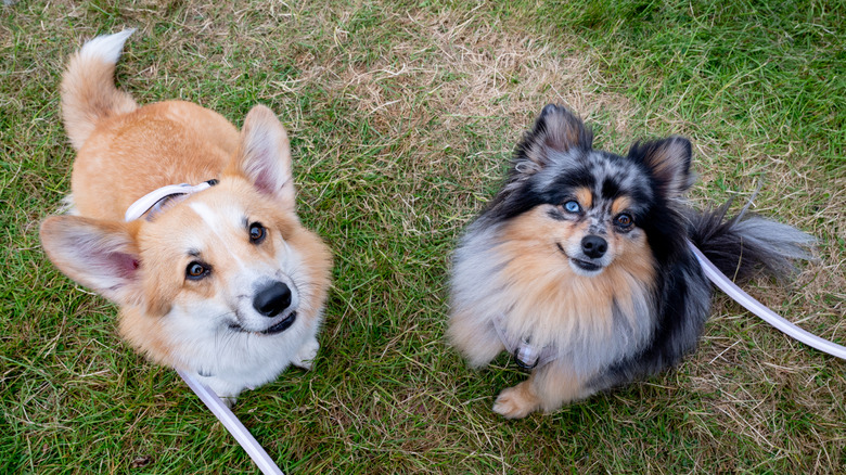 Corgi and pomeranian outside looking up at camera