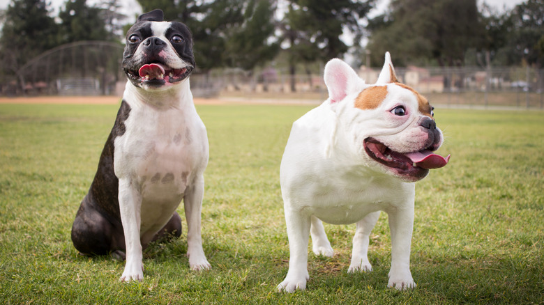 Boston terrier next to French bulldog outside