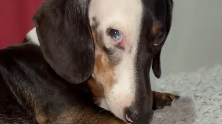 A black-and-white faced dog from TikTok.