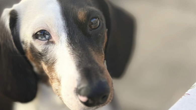 A black-and-white faced dog from TikTok.
