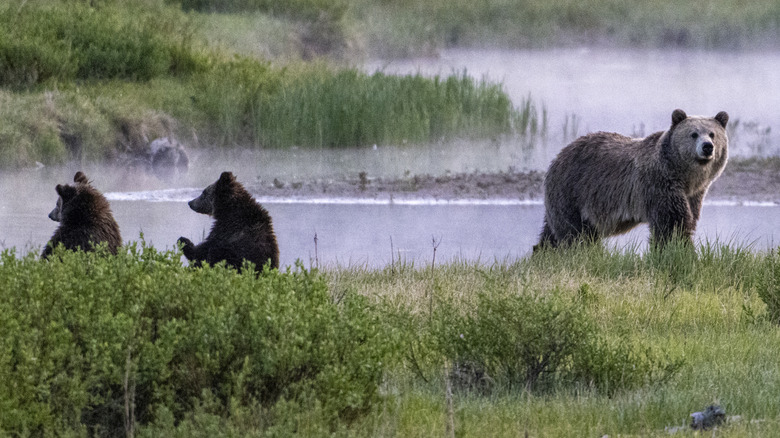 A bear and cubs by a stream