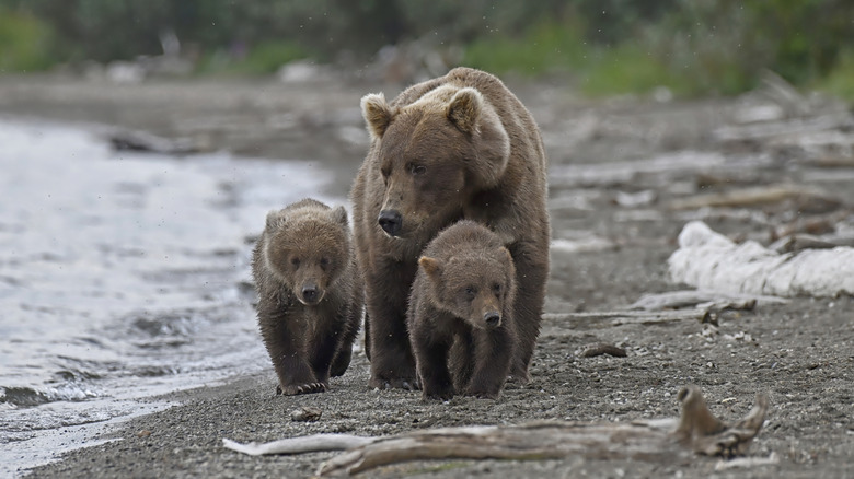 A mama bear and her cubs along a shoreline.