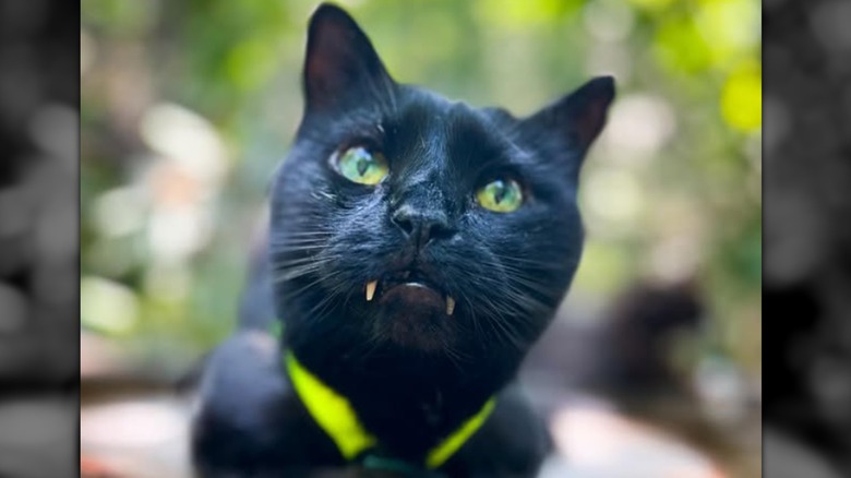 Black cat with long fangs