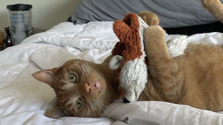 Orange tabby cat showing long fangs while lying down on bed