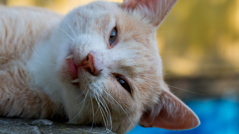 Close-up of cat lying down, showing its long fangs