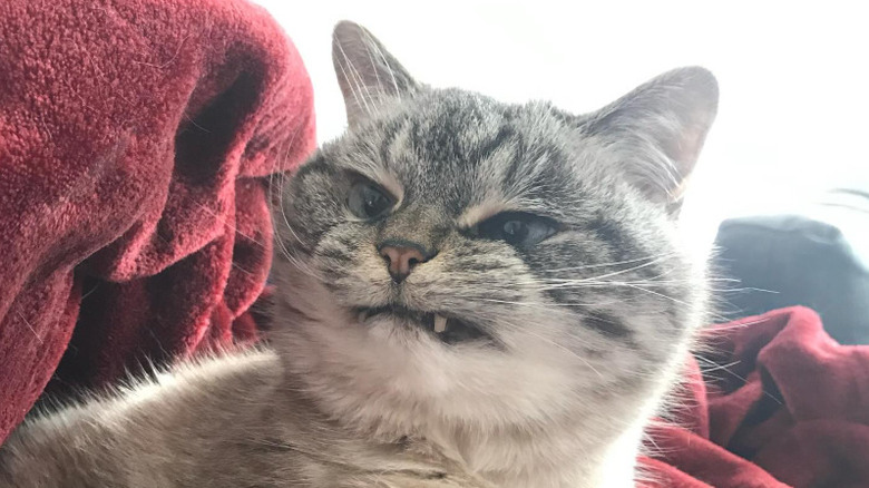 Cat with scowling face, long fangs, and curved whiskers