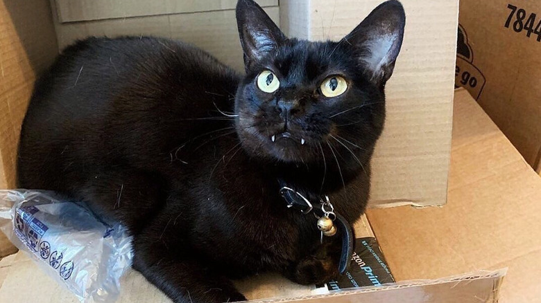 Cat with long fangs lying on cardboard boxes from Amazon Prime