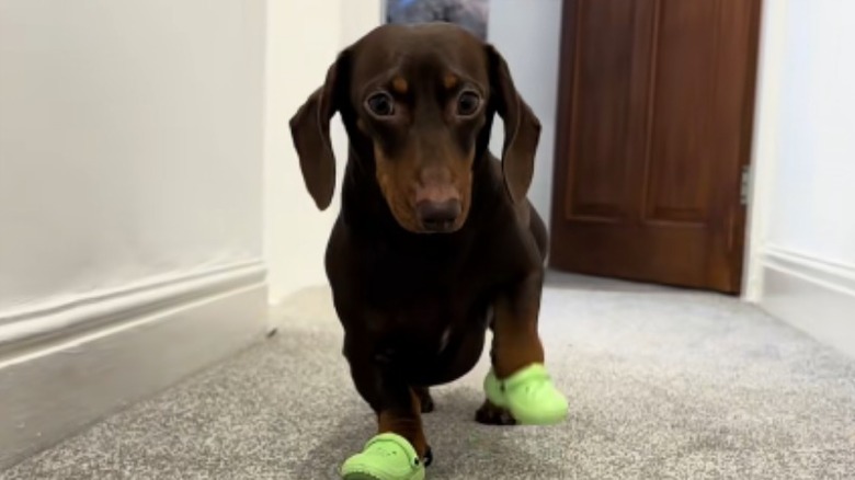 Dougie the brown dachshund modeling some shoes