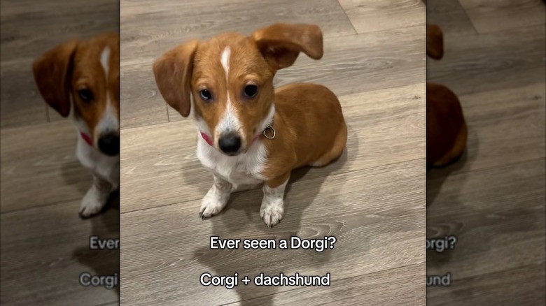 Dorgi with one ear cocked