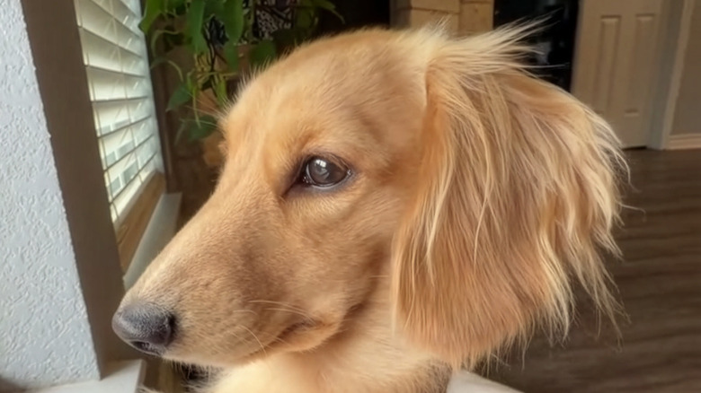 Close-up of a dachshund looking to the side