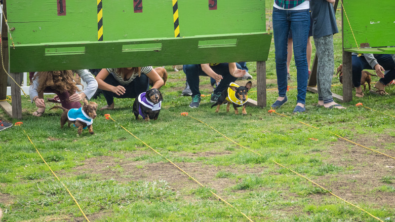 15th Annual Highway National Wiener Races where dachshunds dash to the finish line.