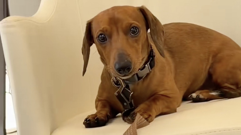 Gary the dachshund on TikTok sitting on a chair.