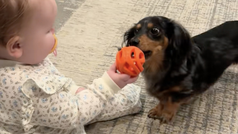An eager dachshund on TikTok plays fetch with baby.