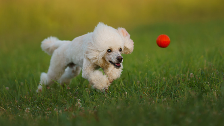 A fluffy white dog chases a ball outside.