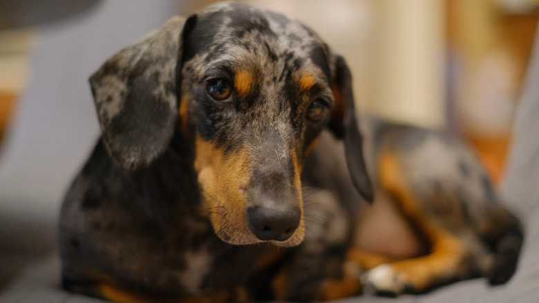 Tri-colored dachshund lounging and looking.