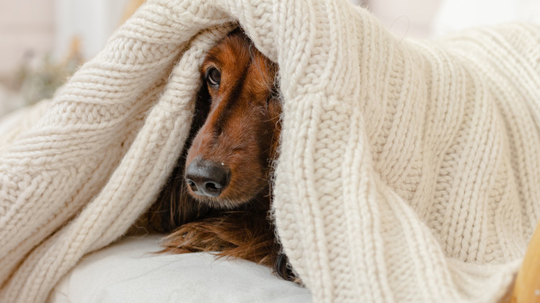 A furry dachshund hiding under the covers.