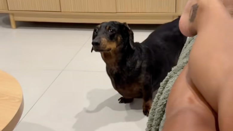 Dachshund giving a sly look