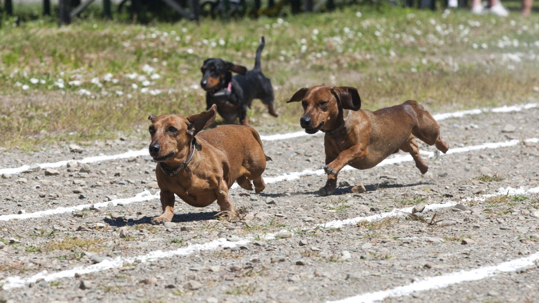 Three dachshunds running outside