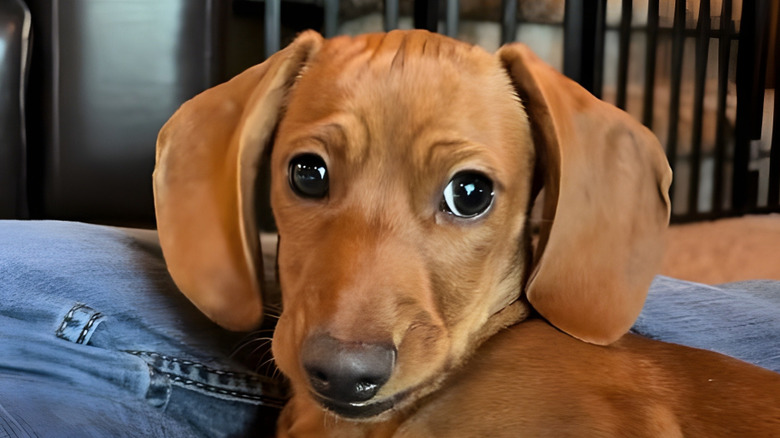 Close-up of dachshund
