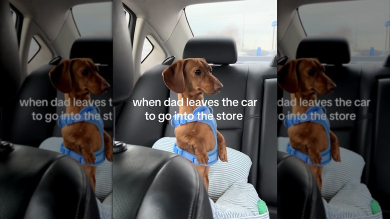 Dachshund sitting upright looking anxious