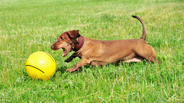 Dachshund actively chasing a ball outside