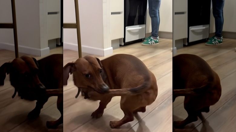 Dachshund biting its own tail