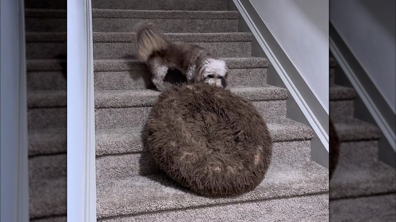 Small doxiepoo dragging a large dog bed up a set of stairs