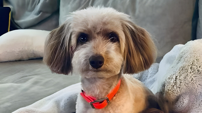 Close-up of a doxiepoo