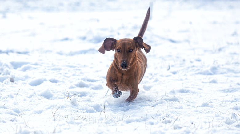 Red dachshund trots through snow outdoors.