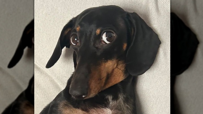 Closeup of dachshund