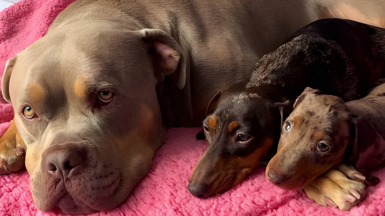 Large dog and two little dachshunds