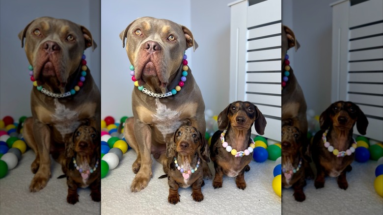 Large dog posing placidly with two little dachshunds