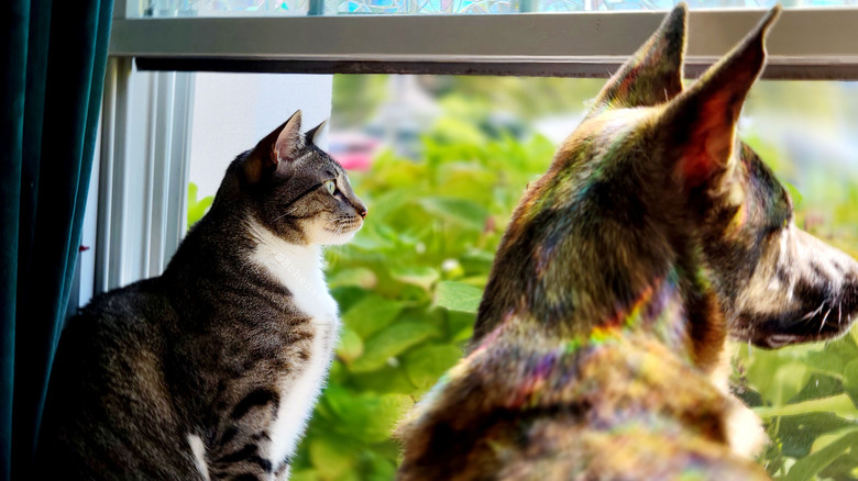 A cat and a dog looking out of a window.
