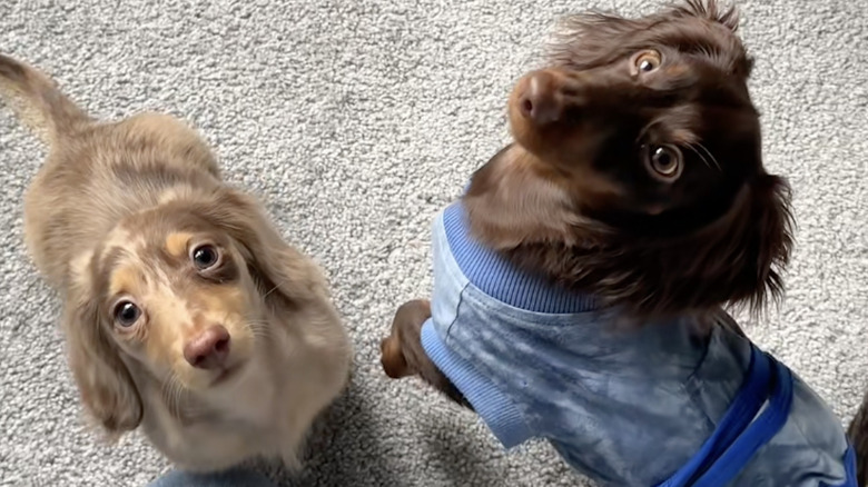 Two cute dachshunds from TikTok looking up expectedly.