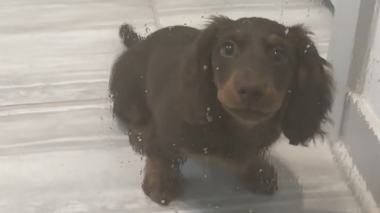 A long-haired dachshund named Bear waits outside the shower for his owner on TikTok.