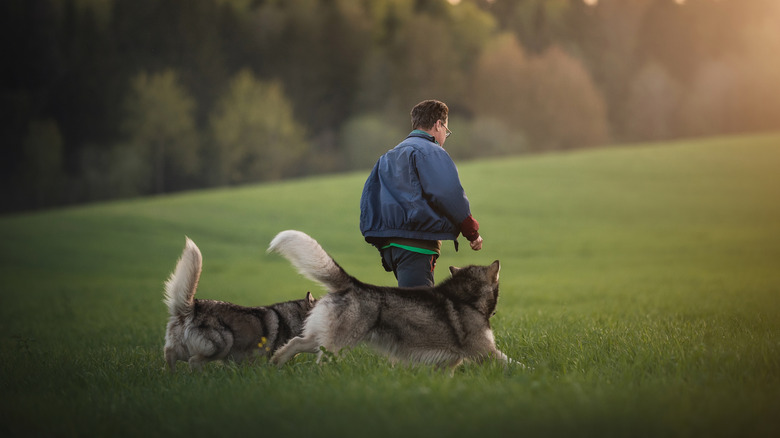 Two dogs following a man out in a field