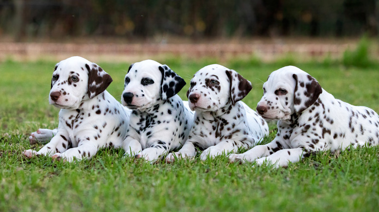 Four dalmation puppies laying side by side.