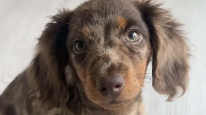 A dachshund named Ralphie from TikTok.