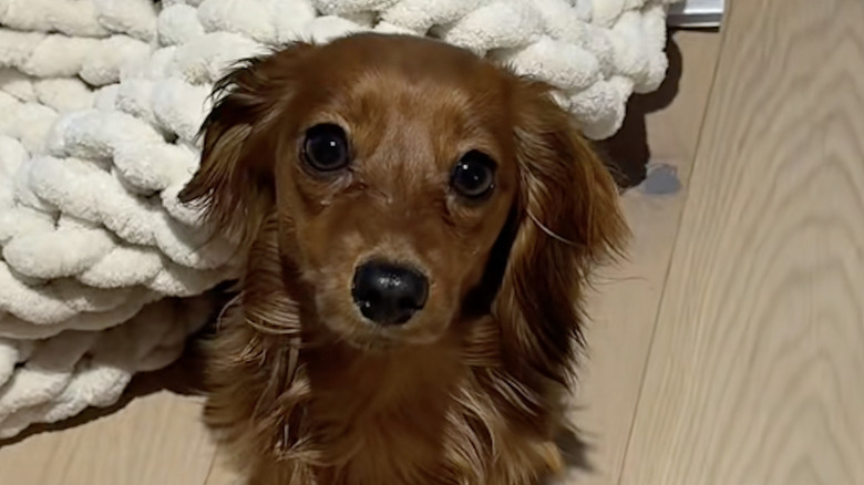 A dachshund named Lady from TikTok looking up at the camera.