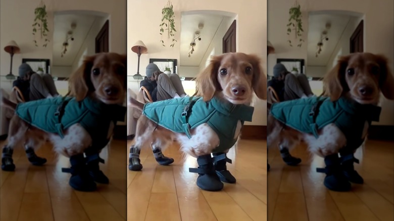 A dachshund wearing winter booties and a coat