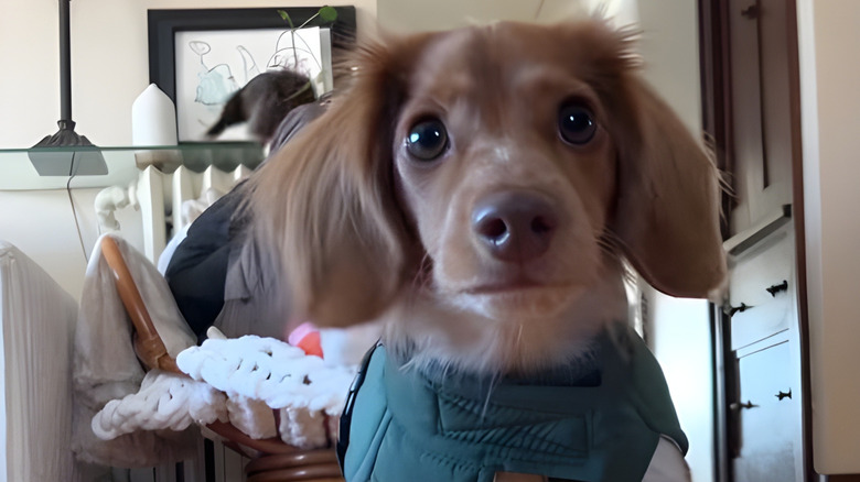 Close-up of a dachshund puppy in a winter jacket