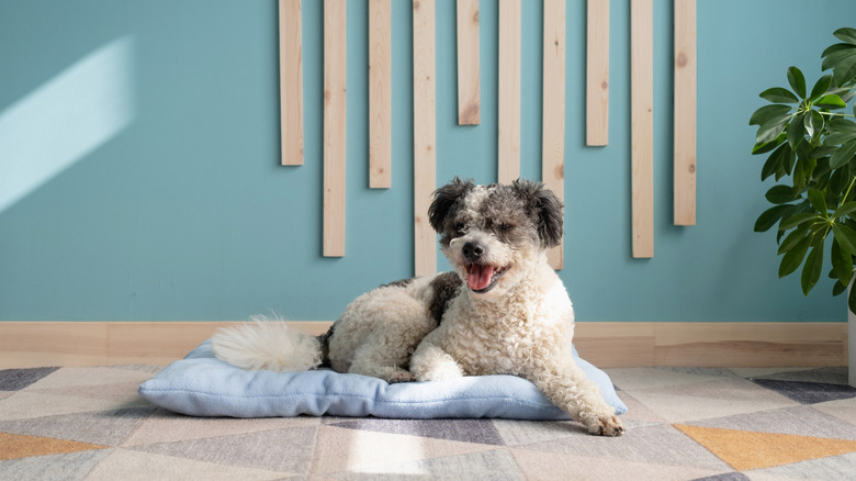 Adorable mixed breed dog in living room lying on dog bed.