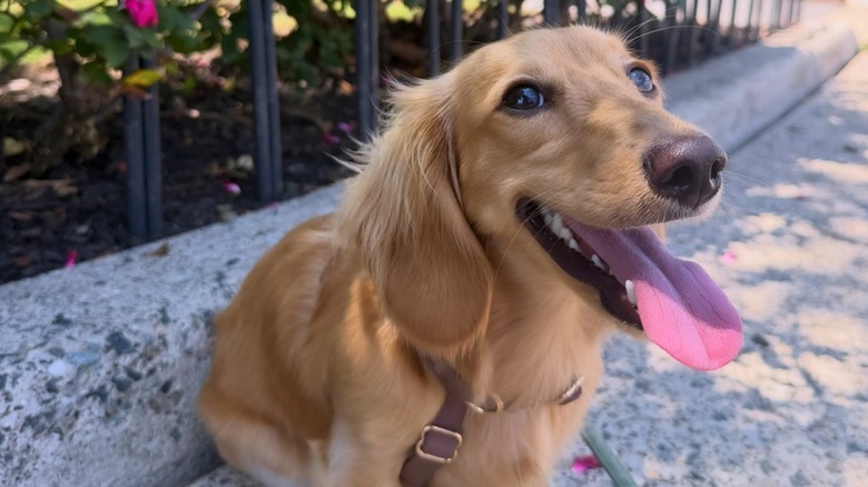 Longhaired dachshund on a sidewalk in front of fenced-in pink flowers.