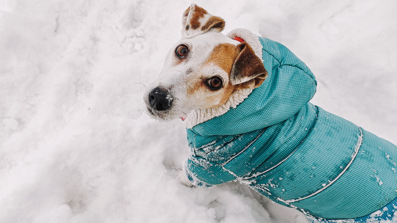 A Jack Russell terrier stands outside in the snow in a snowsuit.