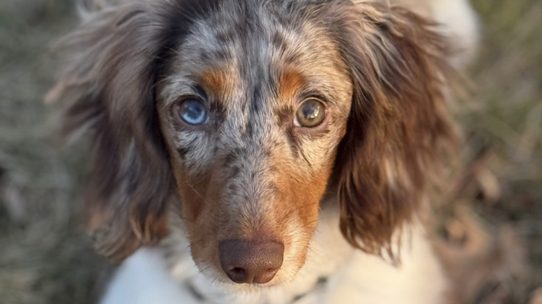 A dachshund named Sprout on TikTok doesn't like the cold.