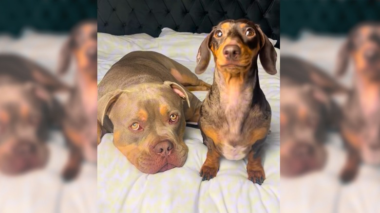 Dachshund sits beside relaxed American Bully on a bed with white sheets