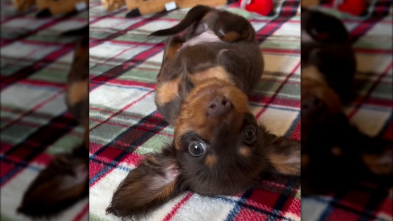 Mini one-legged dachshund puppy rolling over