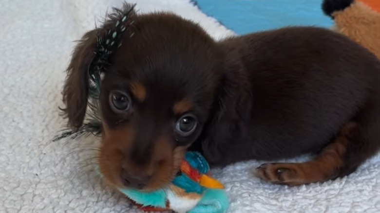 Mini one-legged dachshund playing with toy