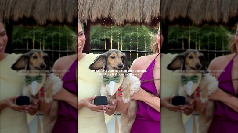 Dachshund as ring bearer in a wedding